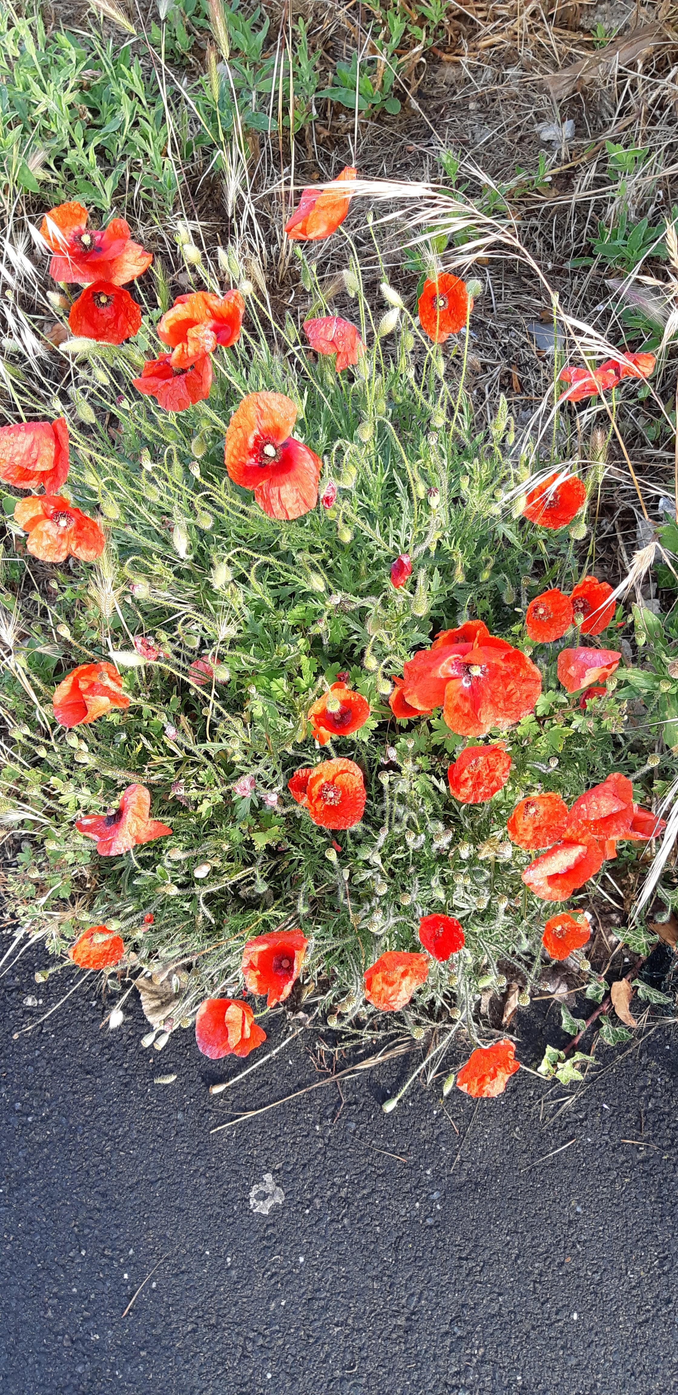 Photo n° 4 de l'avis de josiane.e fait le 13/06/2019 à 19:55