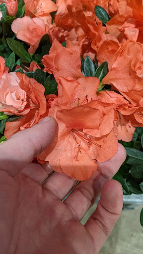 Grocery Store «Whole Foods Market», reviews and photos, 70 Merrimon Ave, Asheville, NC 28801, USA