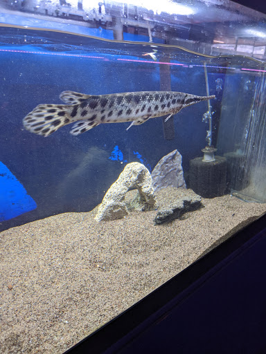 Tropical Fish Store «Tropi-Quatics Pet Center», reviews and photos, 337 S Main St, Lombard, IL 60148, USA