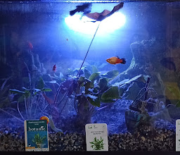 Aquariums Center Doetsch photo