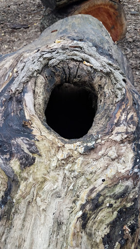 Tourist Attraction «Funky Bones», reviews and photos, 1850 38th St, Indianapolis, IN 46218, USA