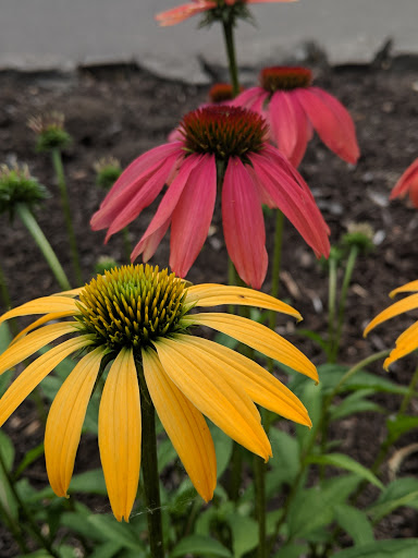 Park «Sellwood Park», reviews and photos, SE Miller St & SE 7th Ave, Portland, OR 97202, USA