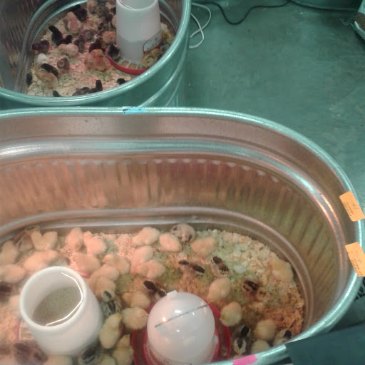 Home Improvement Store «Tractor Supply Co.», reviews and photos, 901 FM 509, San Benito, TX 78586, USA