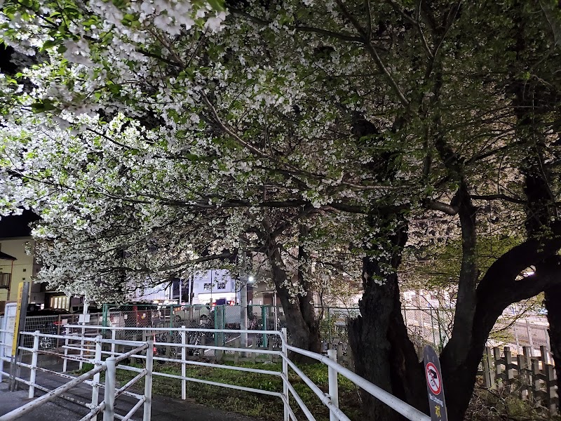 六実駅の桜