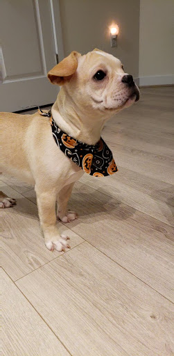 Pet Store «Just Puppies Inc», reviews and photos, 2004 Veirs Mill Rd, Rockville, MD 20851, USA