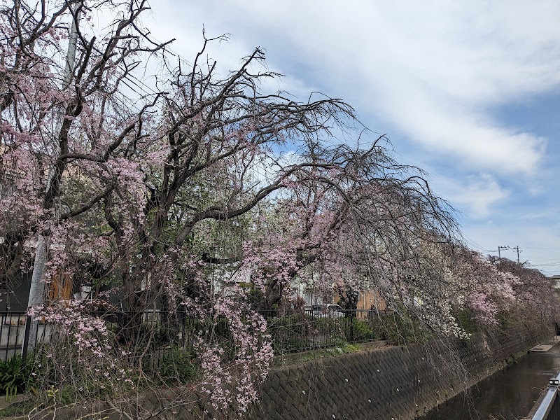 小糸川枝垂れ桜
