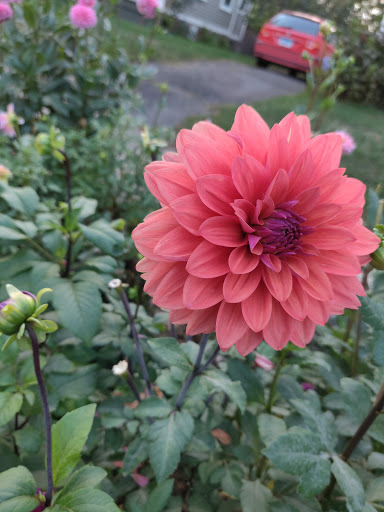 Market «Westville Quality Market», reviews and photos, 243 Alden Ave, New Haven, CT 06515, USA