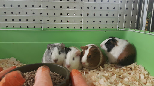 Pet Supply Store «Broad Mountain Pet Supply», reviews and photos, 151 E Laurel St, Frackville, PA 17931, USA