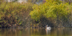 San Joaquin Marsh Wildlife Sanctuary