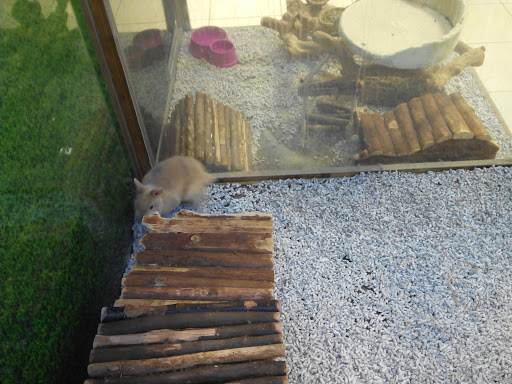 Adopcion hamster Bilbao