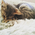 Photo n° 1 de l'avis de Cindy.o fait le 18/09/2021 à 05:59 pour Docteurs Veterinaires Le Bas et Rio à Cholet
