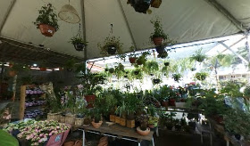Vale Flora