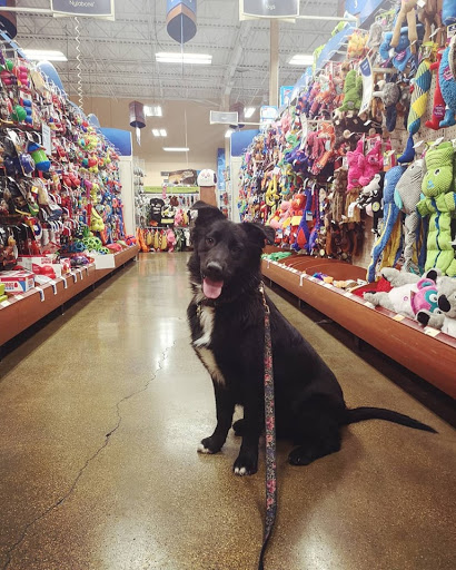 Pet Supply Store «PetSmart», reviews and photos, 1140 W Elliot Rd, Tempe, AZ 85284, USA