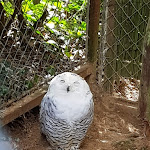 Photo n° 2 de l'avis de Just.a fait le 03/05/2019 à 09:10 pour Le Zoo d'Upie à Upie