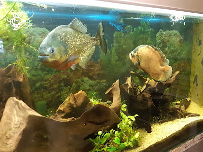 Club Aquariophile AVOBACS D'argenteuil à Argenteuil