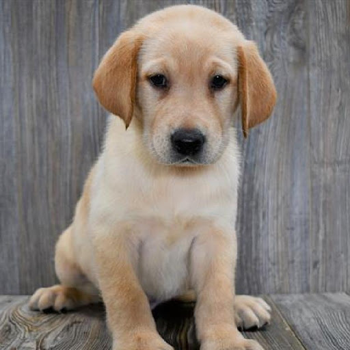 Pet Store «Pet Express», reviews and photos, 250 Granite St, Braintree, MA 02184, USA