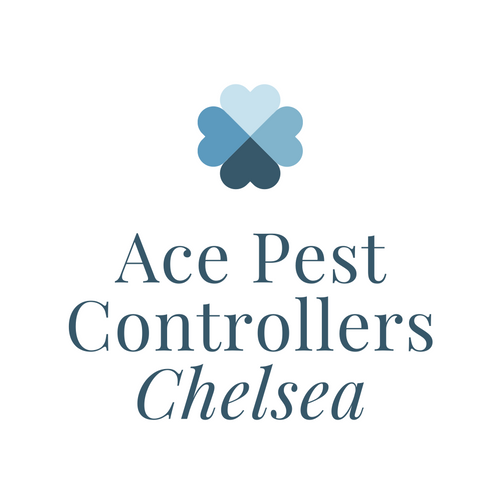 Ace Pest Controllers Chelsea - Pest control service