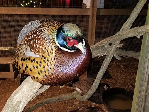 Zoo «3 Palms Zoo & Education Center», reviews and photos, 924 Blackbird Forest Rd, Clayton, DE 19938, USA