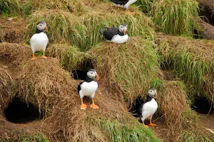 O'Brien's Whale and Bird Tours image