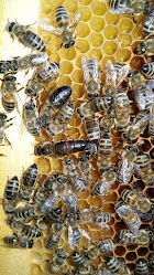 Mészáros családi méhészet