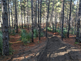 Woodhill Forest