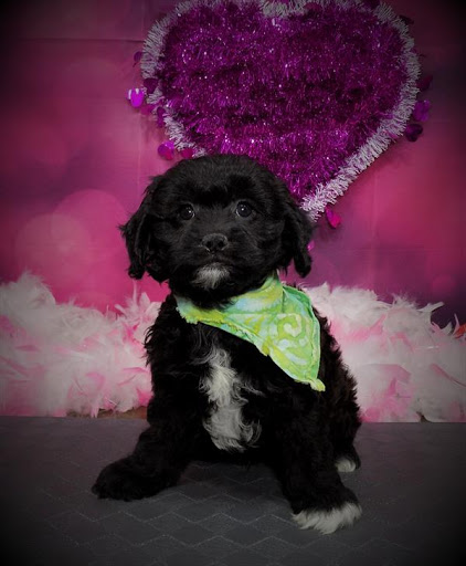 Pet Store «Pet Planet», reviews and photos, 11968 S Redwood Rd, Riverton, UT 84065, USA