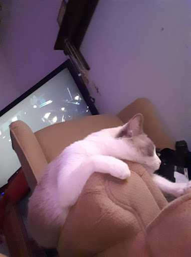 Pet Supply Store «Chuck & Don’s Pet Food & Supplies», reviews and photos, 335 Central Ave SE, Minneapolis, MN 55414, USA