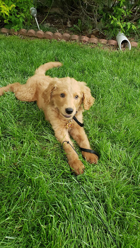 Pet Supply Store «PetSmart», reviews and photos, 2102 W Union Blvd #22A, Bethlehem, PA 18018, USA