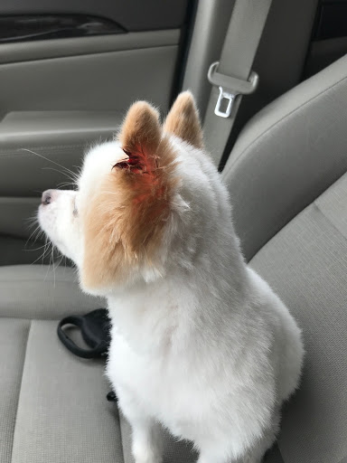 Pet Supply Store «PetSmart», reviews and photos, 2940 Chapel Hill Rd, Douglasville, GA 30135, USA