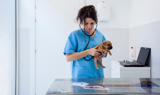 Hospitales y veterinarios de urgencia en Vitoria de 2024