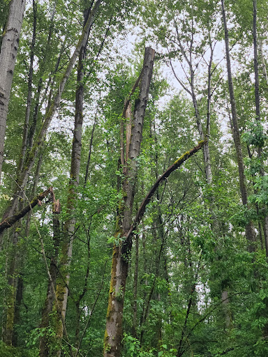 Nature Preserve «Black River Riparian Forest and Wetland», reviews and photos, Oakesdale Ave SW, Renton, WA 98057, USA