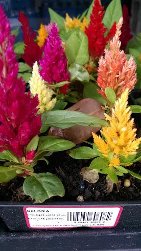 Discount Store «Roses», reviews and photos, 1410 Sparta St #4, McMinnville, TN 37110, USA