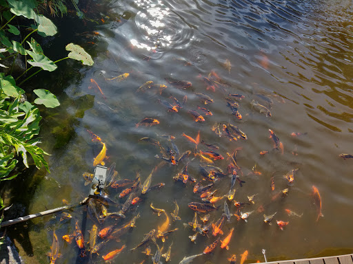 Park «Coachman Park», reviews and photos, 301 Drew St, Clearwater, FL 33755, USA