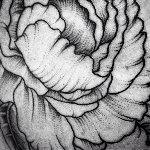 Tattoo Shop «Perigee Moon Body Art», reviews and photos, 301 Broadway, West Cape May, NJ 08204, USA