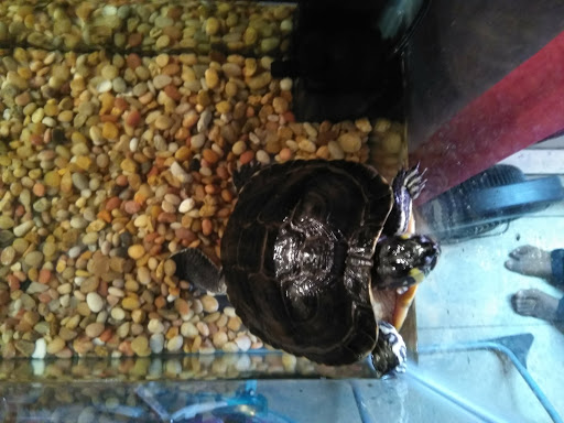 Pet Store «Petland Discounts - Graham Avenue», reviews and photos, 92 Graham Ave, Brooklyn, NY 11206, USA