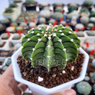 Cactus Terrace Korat
