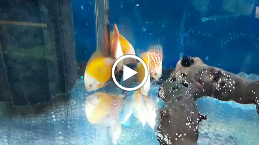 Pet Supply Store «Milwaukee Aquatics», reviews and photos, 3946 S Howell Ave, Milwaukee, WI 53207, USA