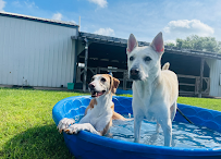 Paws and Claws Pet Resort - Photo 3 - Car repair in Edinburg, TX, McAllen