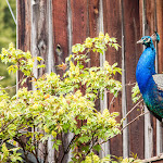Photo n°2 de l'avis de Klara.b fait le 27/08/2020 à 07:26 sur le  Gasthaus Kofler Am Kolf à Pfalzen
