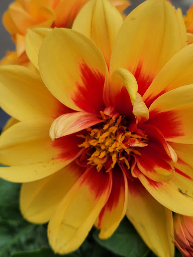 Garden Center «Riverside Nursery Garden Center & Florist», reviews and photos, 56 River Rd, Collinsville, CT 06019, USA