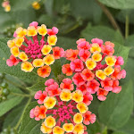 Photo n°15 de l'avis de Dita.o fait le 09/07/2022 à 11:12 sur le  Sentido Orosei Beach à Orosei