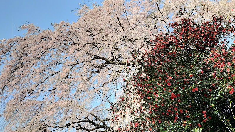 貝山薬師桜
