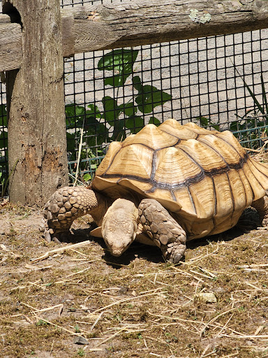 Zoo «Zoo in Forest Park and Education Center», reviews and photos, 293 Sumner Ave, Springfield, MA 01108, USA