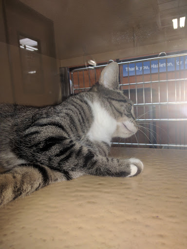 Pet Supply Store «PetSmart», reviews and photos, 90 Weis Ln, West Hazleton, PA 18202, USA