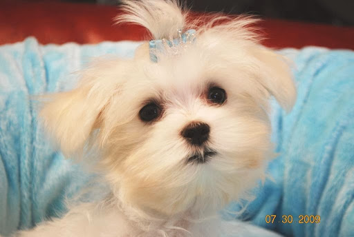 Pet Store «La Bone Pet Spa», reviews and photos, 8739 Stirling Rd, Cooper City, FL 33328, USA