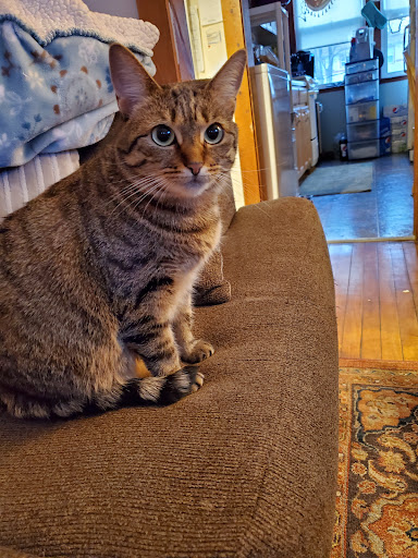 Pet Supply Store «Pet Source», reviews and photos, 620 Constitution Ave, Littleton, MA 01460, USA