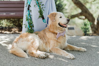 Carissa Woo Photography - Photo 6 - Car repair in , Torrance