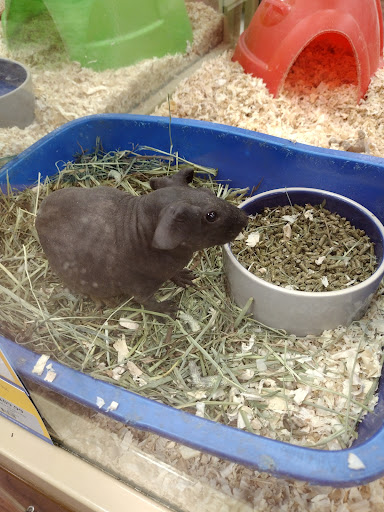 Pet Supply Store «Pet Supermarket», reviews and photos, 265 Tom Hill Sr Blvd, Macon, GA 31210, USA