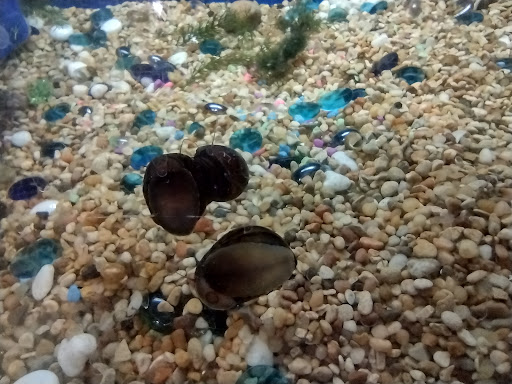 Pet Supply Store «PetSmart», reviews and photos, 16086 Jackson Creek Pkwy, Monument, CO 80132, USA