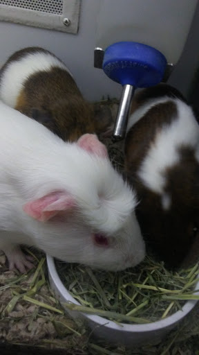 Pet Supply Store «Petco Animal Supplies», reviews and photos, 790 Waverly Rd, North Andover, MA 01845, USA